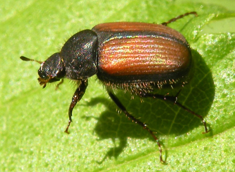 Phyllopertha horticola o Anthypna abdominalis?